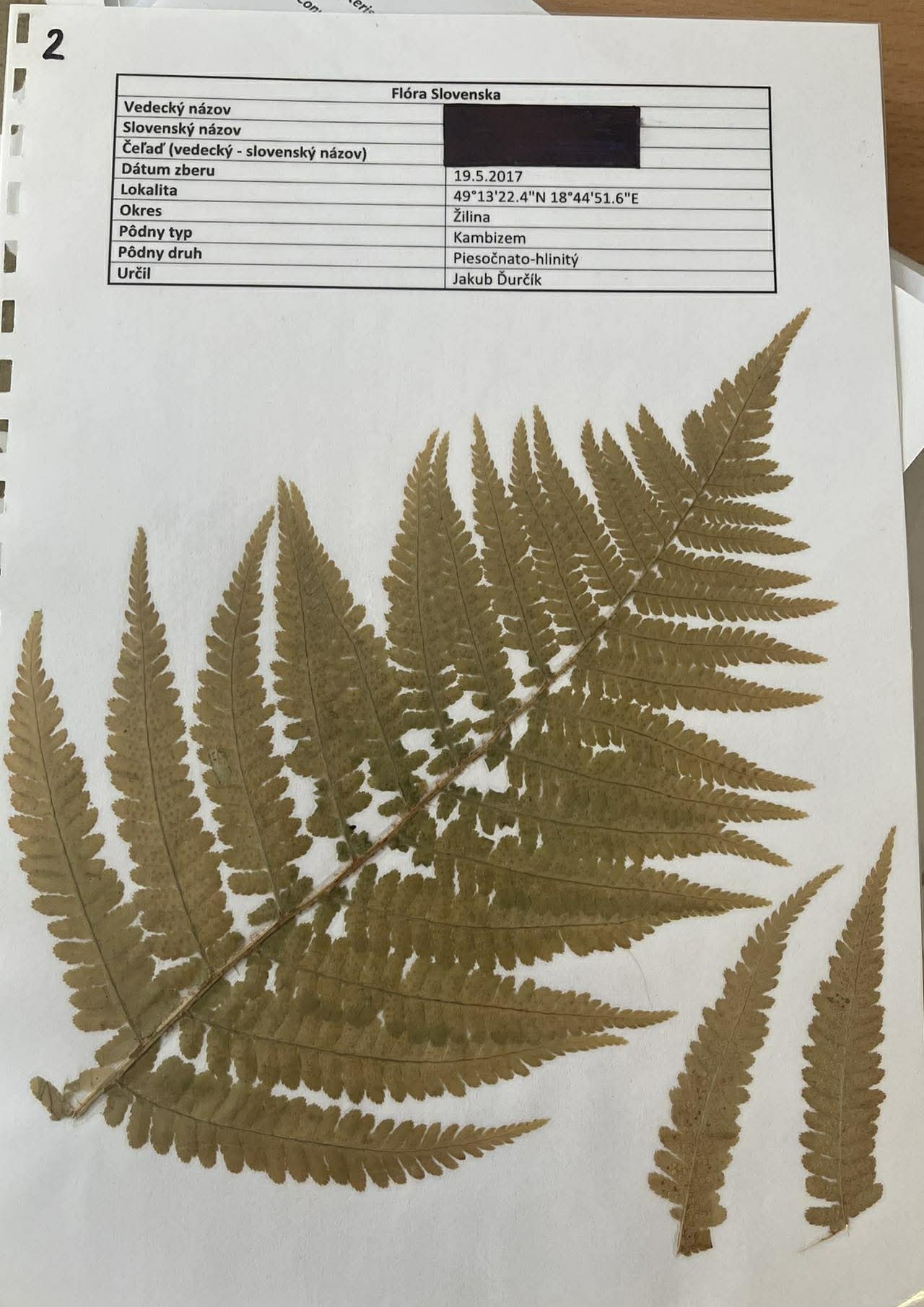 Rastlina Dryopteris filix-mas